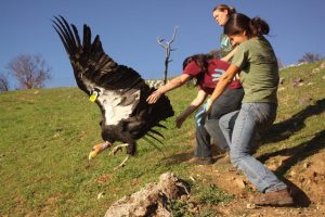 Yurok biologists release a condor
